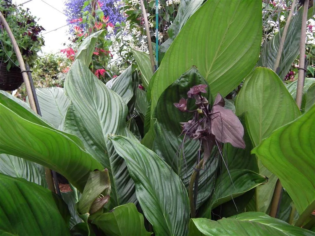 Floral marquee in the long water area 42